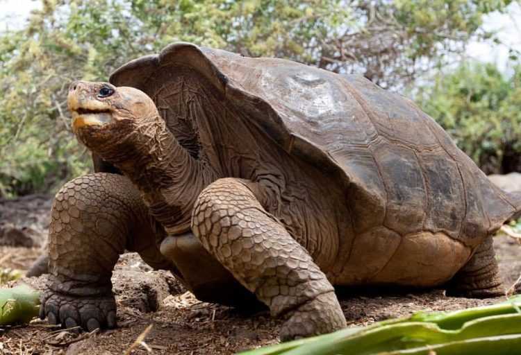 Галапагосская черепаха (слоновая)