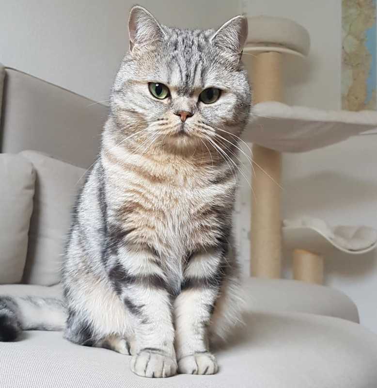 Хайленд фолд кошка : содержание дома, фото, купить, видео, цена