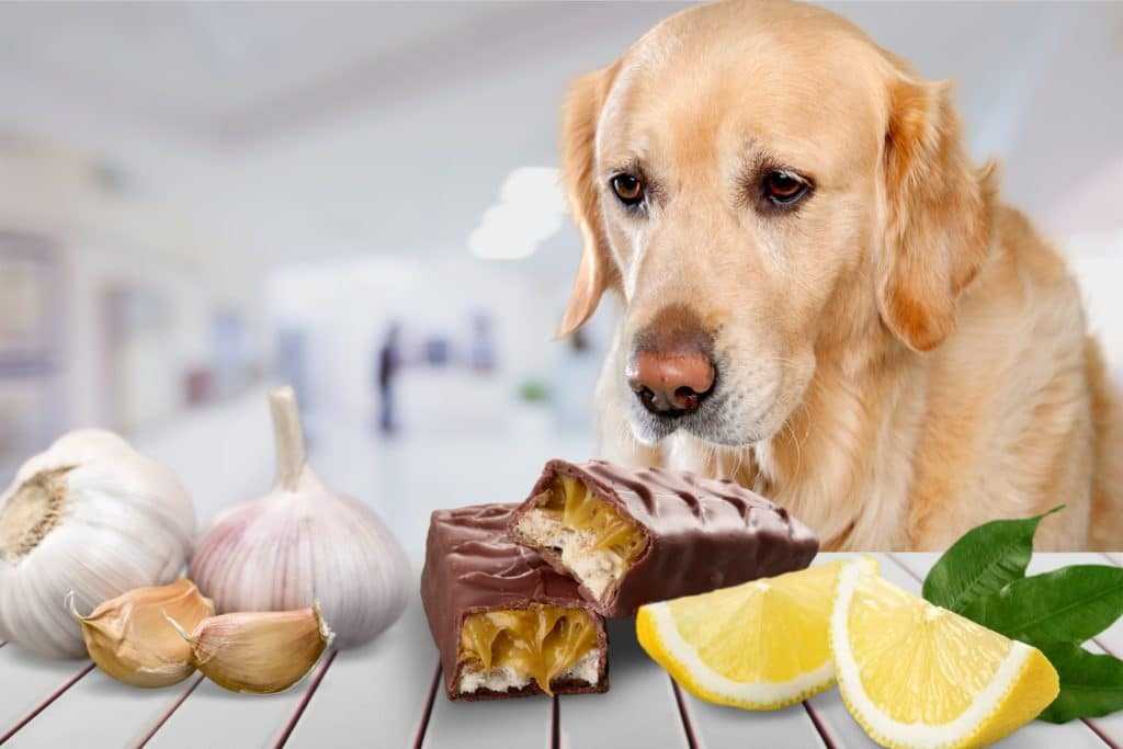 Чем кормить собаку после стерилизации: при натуральном и промышленном рационе