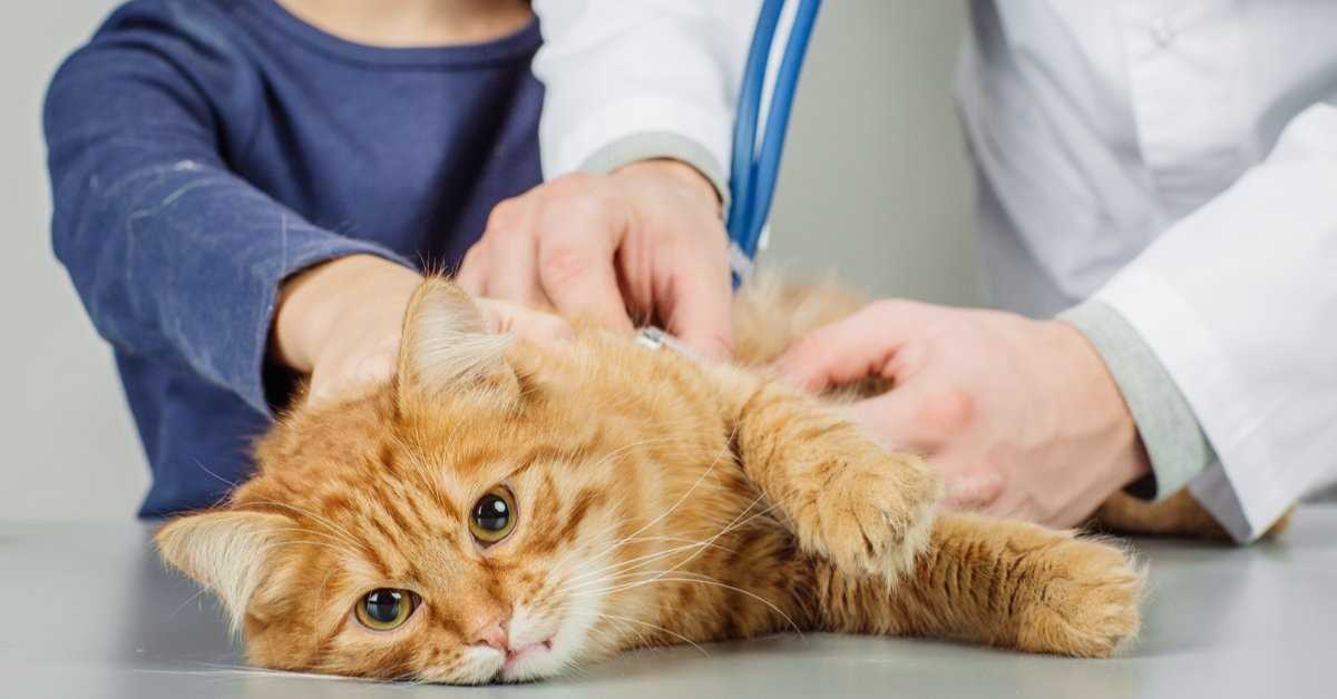 Заболевание пищеварительной системы у кошек - ветеринарная клиника нефрологии веравет. ветеринар на дом