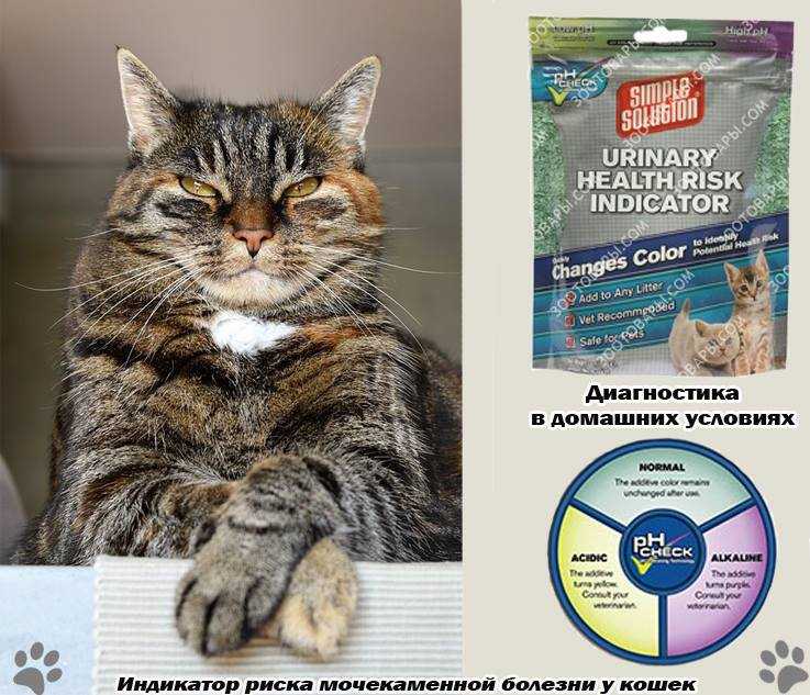 Чем можно кормить кошку при мочекаменной болезни: обзор линеек лучших готовых кормов для лечения и профилактики МКБ у котов