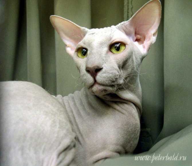 Кошка породы петерболд: 110 фото описания и характер породистых кошек