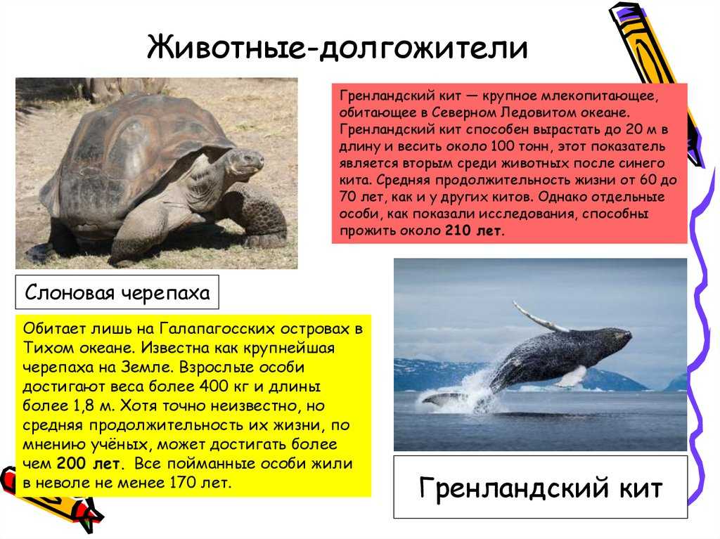 ᐉ самые старые черепахи в мире: список рекордсменов-долгожителей - zoopalitra-spb.ru