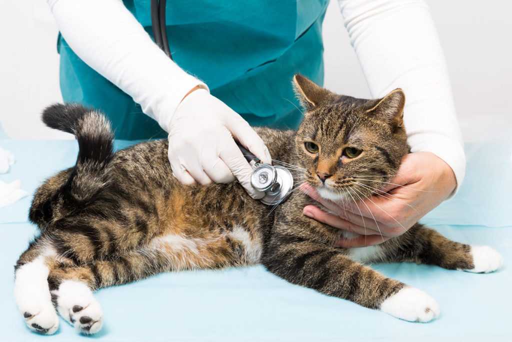 Идиопатические воспалительные заболевания кишечника у кошек. выбор рациональной терапии | ветеринарная клиника «друзья»