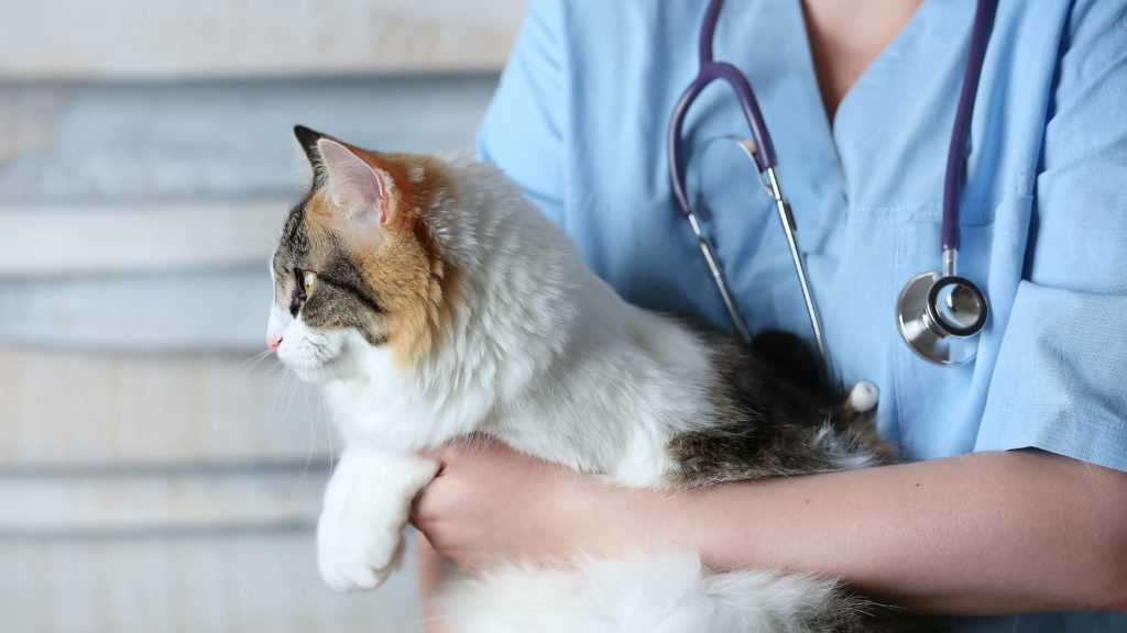 Гипертензия у кошек - ветеринарная клиника ситивет