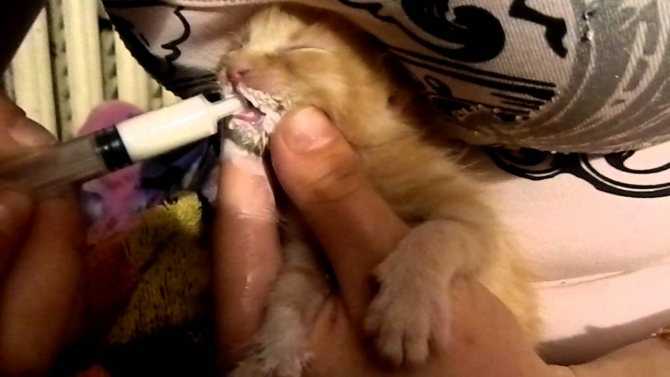 Кормим кошку через шприц