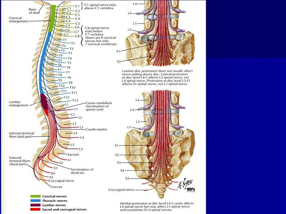 Корешки поясницы. Cauda equina анатомия. Конский хвост образован корешками спинномозговых нервов. Корешки спинного мозга конский хвост. Спинной мозг строение конский хвост.