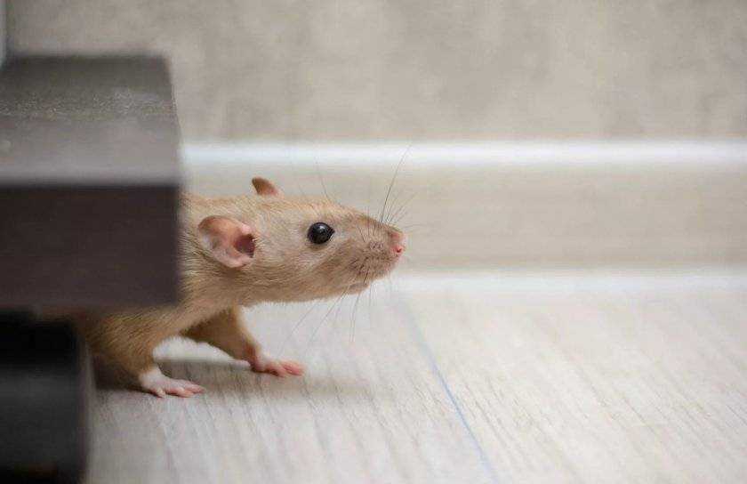 ᐉ как пищат и "разговаривают" крысы, значение издаваемых звуков - zoopalitra-spb.ru