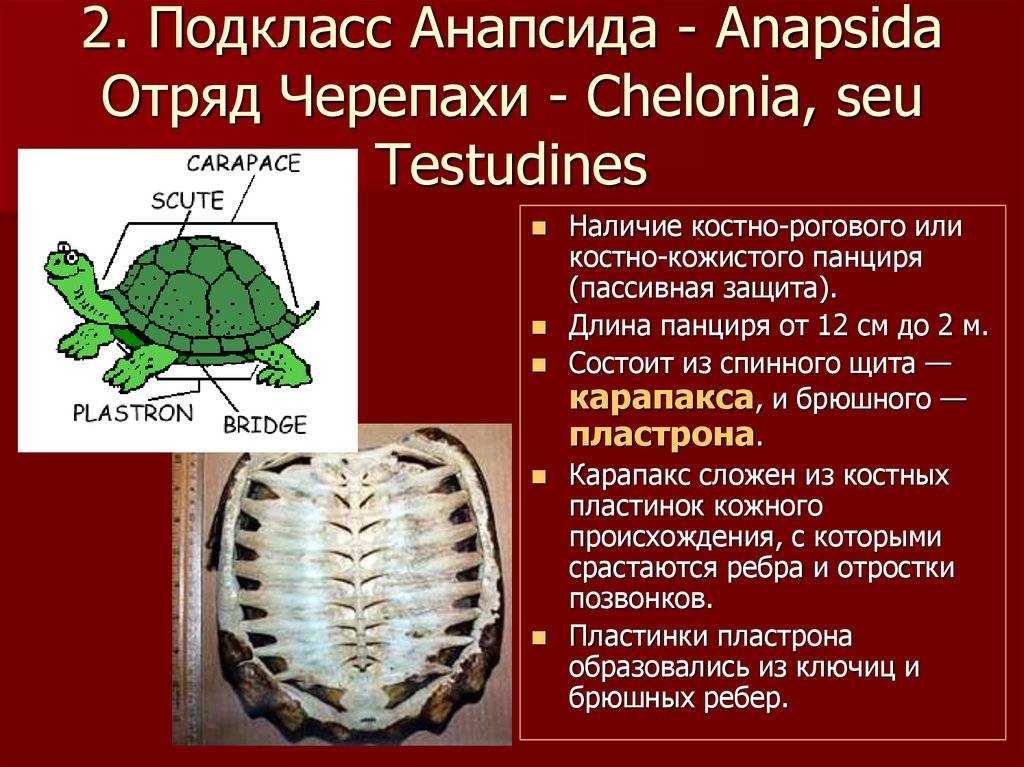 Какой тип развития характерен для черепахи. Черепахи анапсиды?. Подкласс черепахи. Отряд черепахи (Chelonia). Систематика черепахи.
