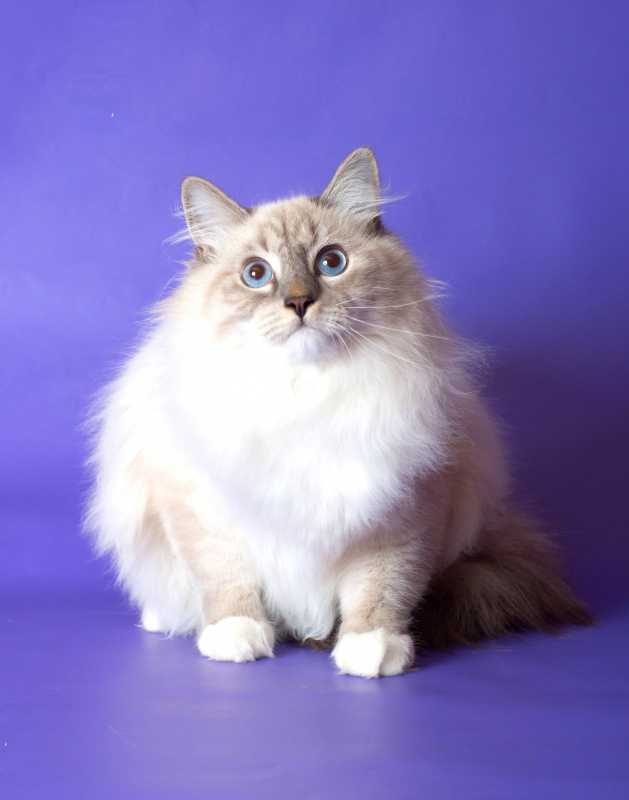 Murlex, питомник невских маскарадных кошек, санкт-петербург. котята невской маскарадной, которых можно купить