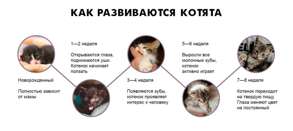 ᐉ кошка родила мертвых котят что делать - zoomanji.ru
