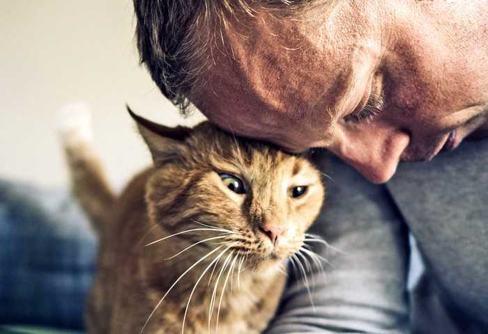 Узнайте, в каких случаях нельзя обнимать кошек и котов, а в каких хозяин может научить своего питомца обниматься с удовольствием