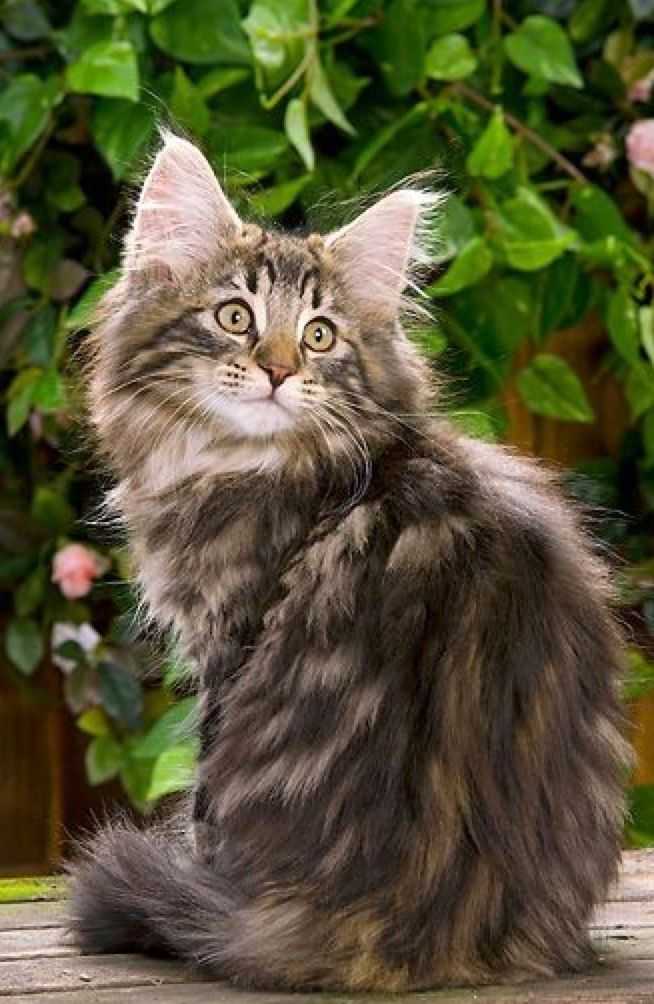 Норвежская лесная кошка — описание породы, характер, фото и цена котенка