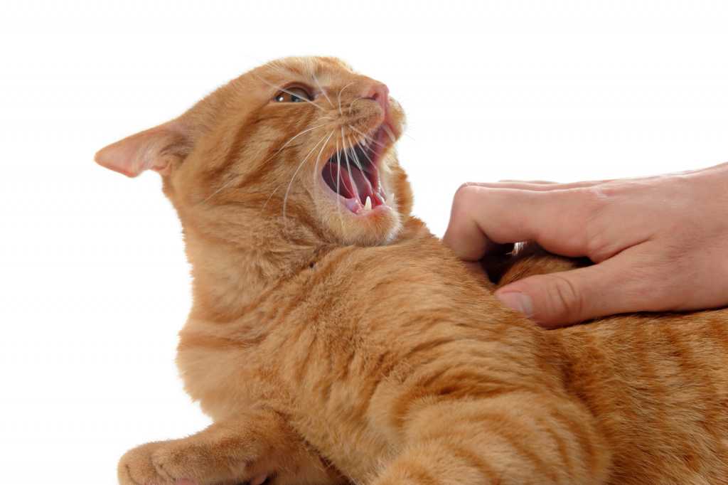 Как отучить кота кусаться? почему кошка нападает, когда ее гладишь? что делать, если котенок кусает хозяйку за ноги?
