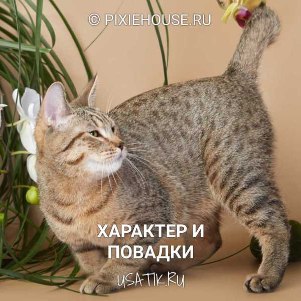Пиксибоб: фото и описание породы кошек, таблица веса котят