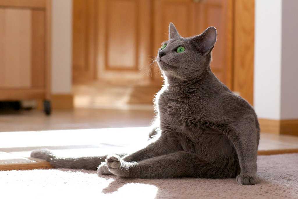 Русская голубая кошка: описание породы, уход, цена котят и фото + отзывы владельцев