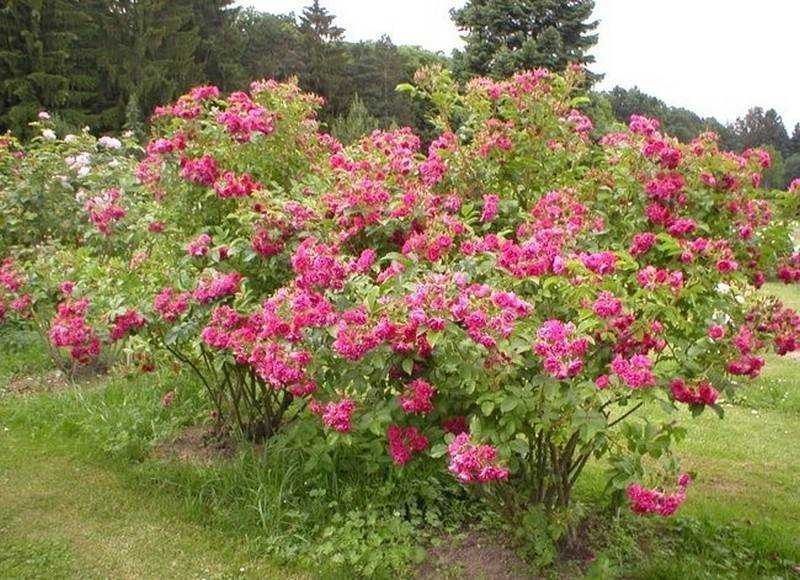 Шиповник морщинистый - rosa rugosa - описание таксона - плантариум