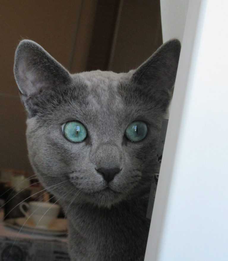 Русская голубая кошка фото, описание и характер породы, цена котят, отзывы