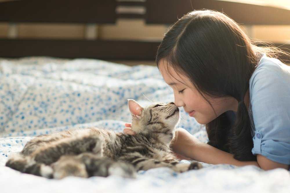 Узнайте, в каких случаях нельзя обнимать кошек и котов, а в каких хозяин может научить своего питомца обниматься с удовольствием