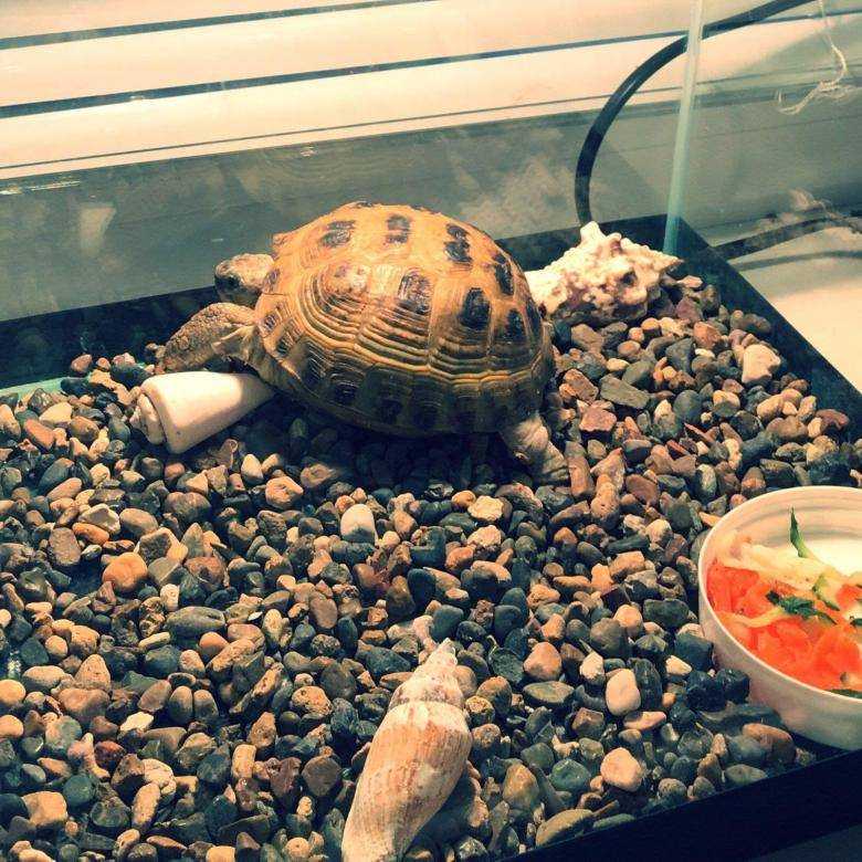 Чем кормить черепаху в домашних условиях сухопутную. Черепахи домашние. Еда для черепах. Черепаха домашняя. Сухопутная черепаха.