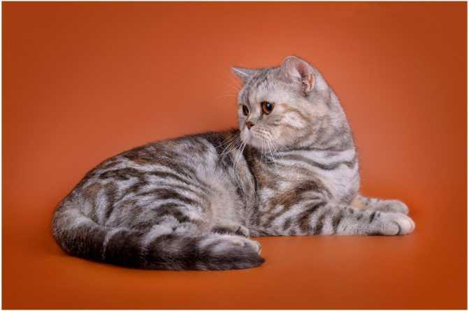 Британская короткошерстная порода кошек: окрасы от голубого до вискаса, фото котов и котят | сайт о домашних животных