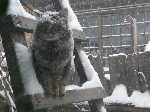 ✅ выживут ли котята зимой на даче - питомник46.рф
