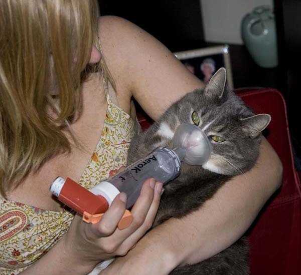 Астма кошек. причины возникновения и лечение астмы у кошек | ветпрактика