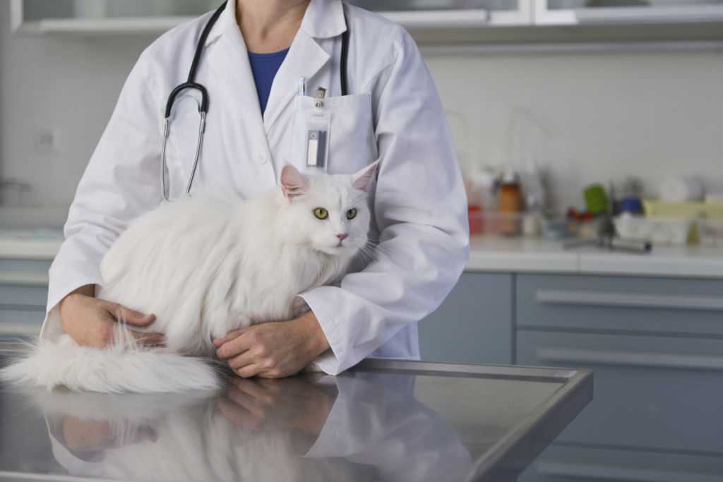 Понос у котенка: что делать, причины, симптомы, диагностика, прогноз, осложнения | блог ветклиники "беланта"