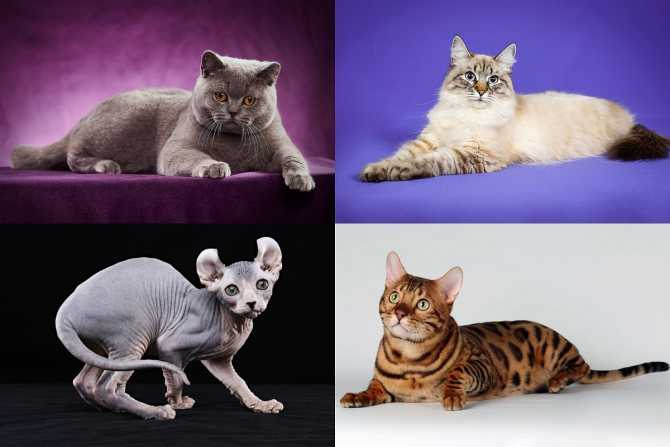 Названия и описание пород диких и домашних кошек с пятнами как у леопарда