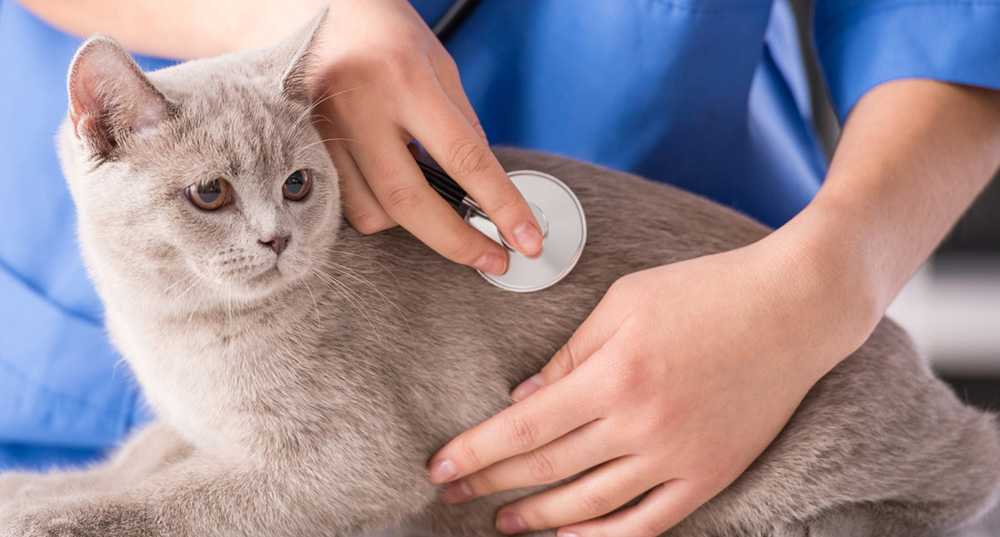 Амилоидоз печени у кошек — симптомы, диагностика и лечение