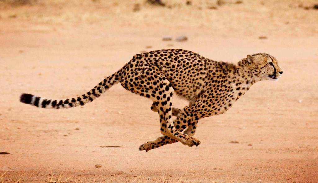 Самая быстрая кошка в мире | дикая, фото