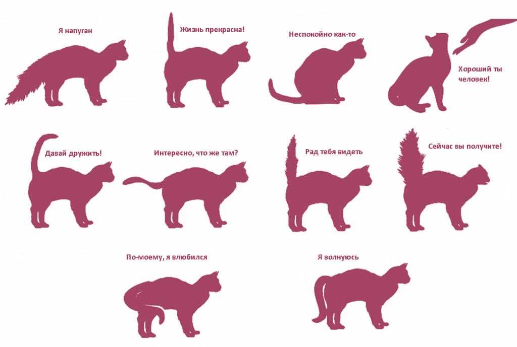Почему коты делают массаж лапами. почему кошки делают массаж