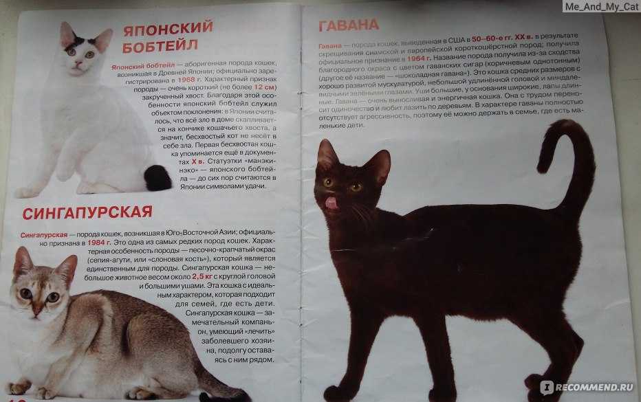 Анатолийская кошка: описание породы
