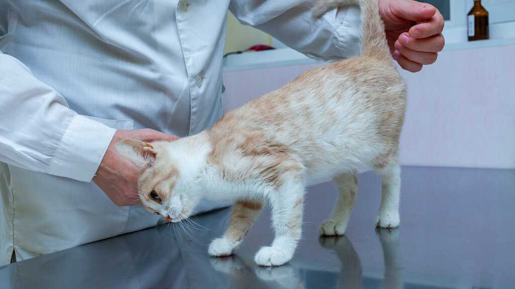 Отодектоз у кошек (otodectes cynotis) - лечение
