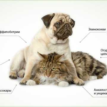 Виды паразитов у кошек, эффективные способы борьбы | блог ветклиники "беланта"