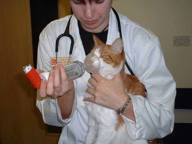 Астма у кошек: причины, симптомы, лечение и профилактика | блог ветклиники "беланта"