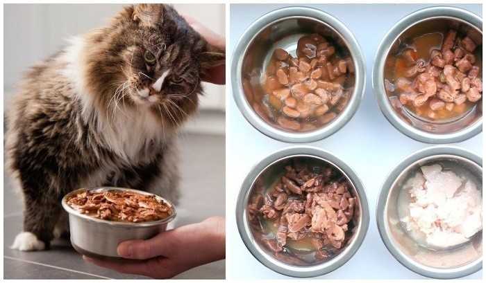 Сколько раз в день кормить кошку, а также нормы кормления котенка