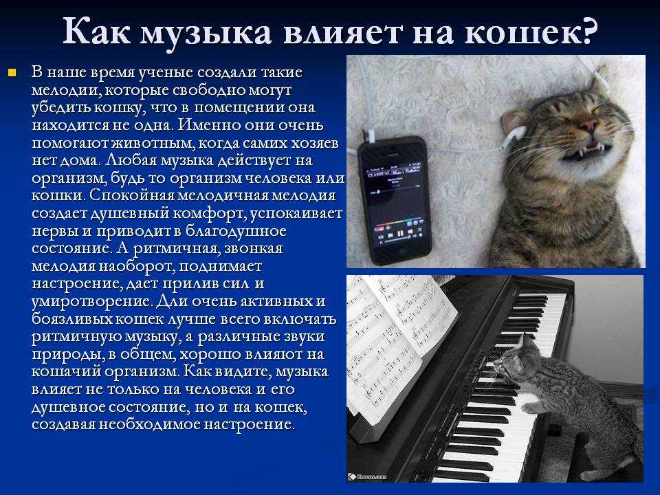 Звук кошку погромче. Влияние музыки на животных. Влияние звука на животных. Влияние музыки на растения. Влияние музыки на растения и животных.
