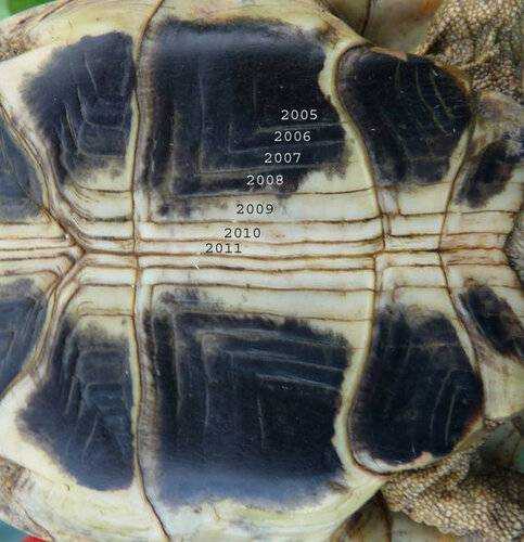 До каких размеров вырастает сухопутная черепаха?
