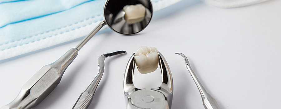 Проблемы с зубами у шиншилл: все, что вы должны знать