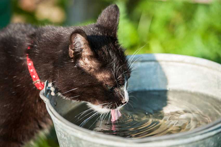 Сколько кошка должна пить воды в день?
