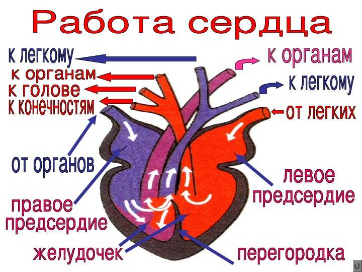 Перикардит сердца, выпот в полость перикарда. симптомы, диагностика и лечение