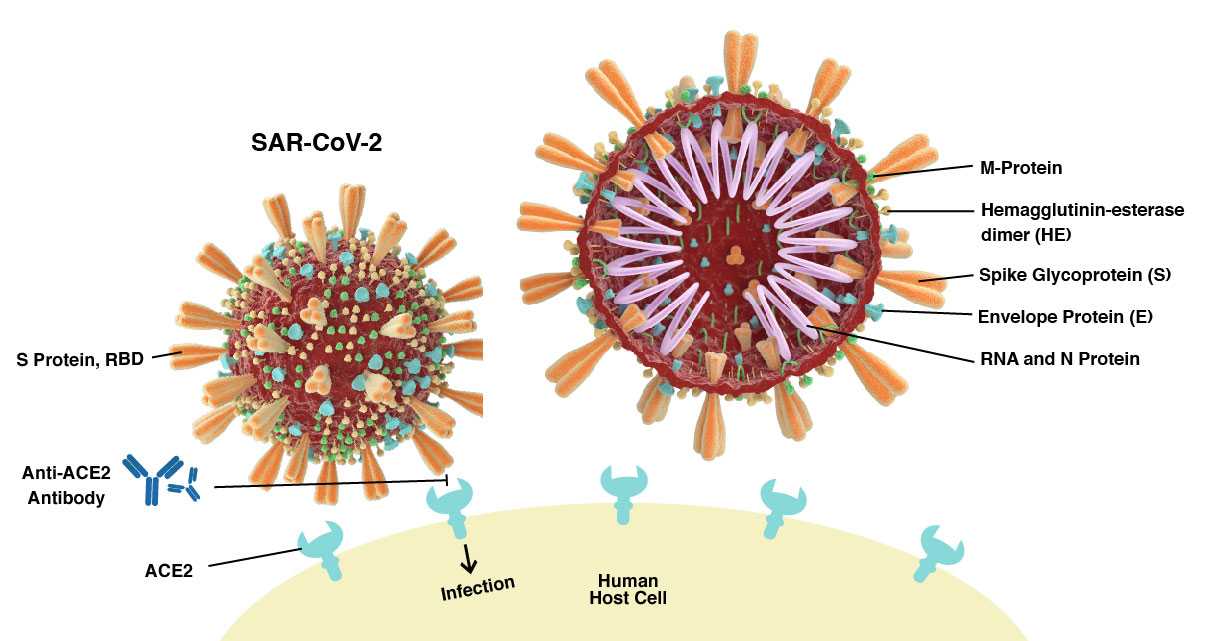 Новые штаммы коронавируса в мире. Строение вируса SARS-cov-2. Коронавирус строение Covid 19. Структура вируса Covid-19. Коронавирусструктура вирус.