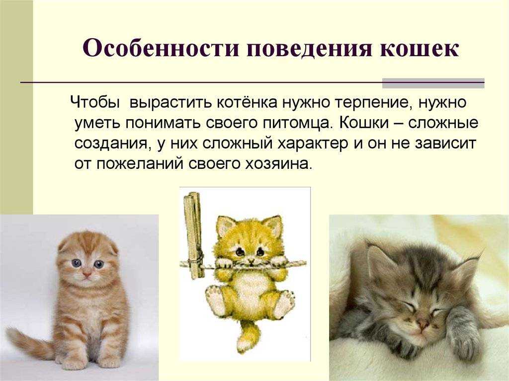 Характер и поведение кошек - общение кошек, охота, отношения с людьми | блог о домашних животных
