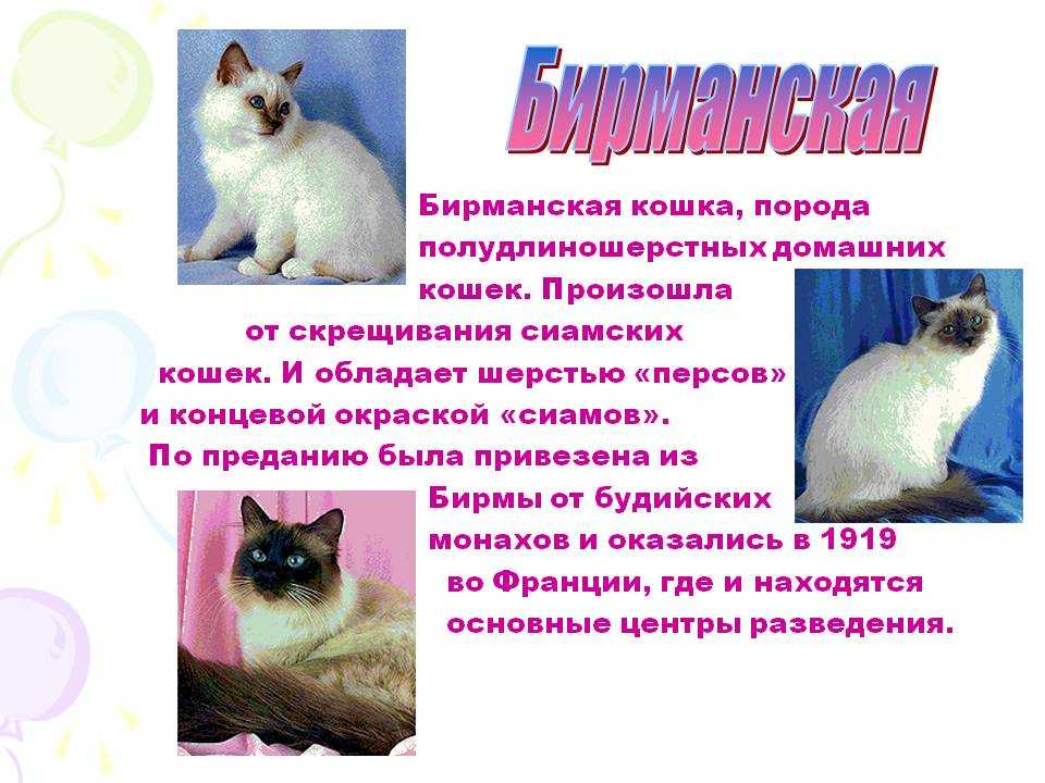 Слова породы кошек. Бирманская кошка. Бирманская кошка характеристика. Бирманская кошка породы кошек. Доклад про бирманскую кошку.