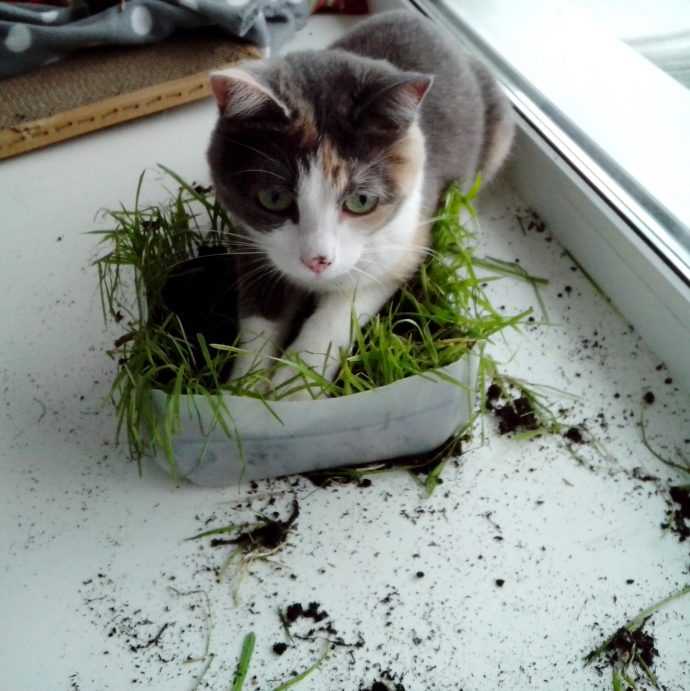 Кошка ест цветы что делать, как отучить кошку есть цветы