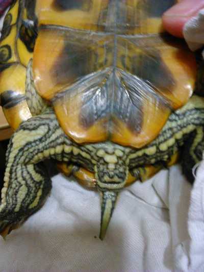 Способы определения пола черепах и условия их размножения