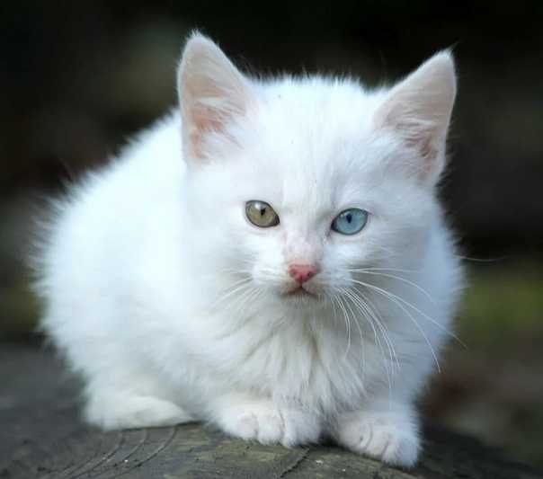 Породы белых кошек: список с фото и названиями | сайт «мурло»