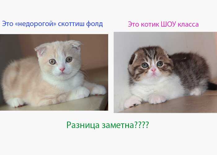 Самые популярные породы кошек в россии и в мире за 2020 год