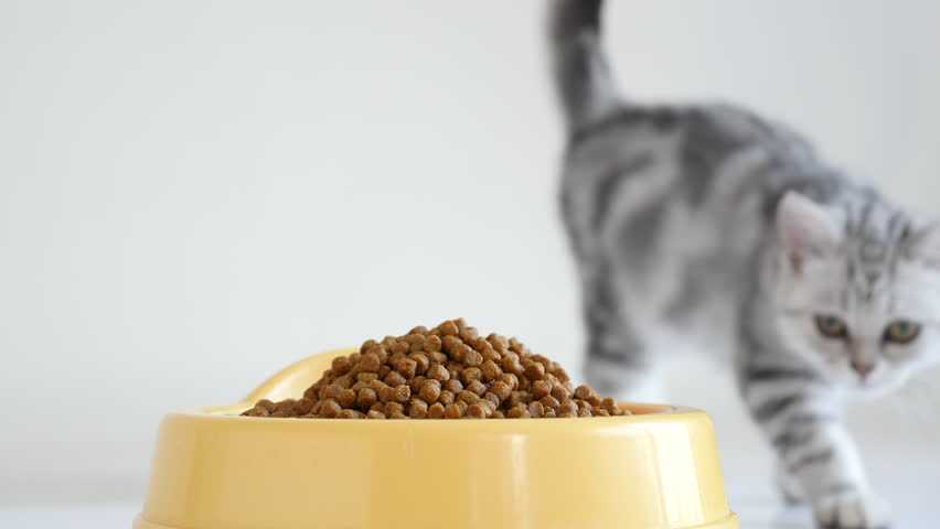Как размачивать сухой корм для котят?